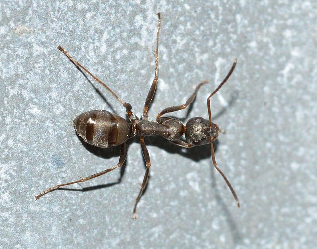 Acrobat Ant Control