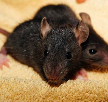 Mouse / Rat