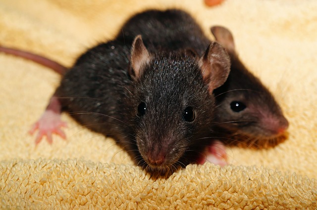 Mouse / Rat