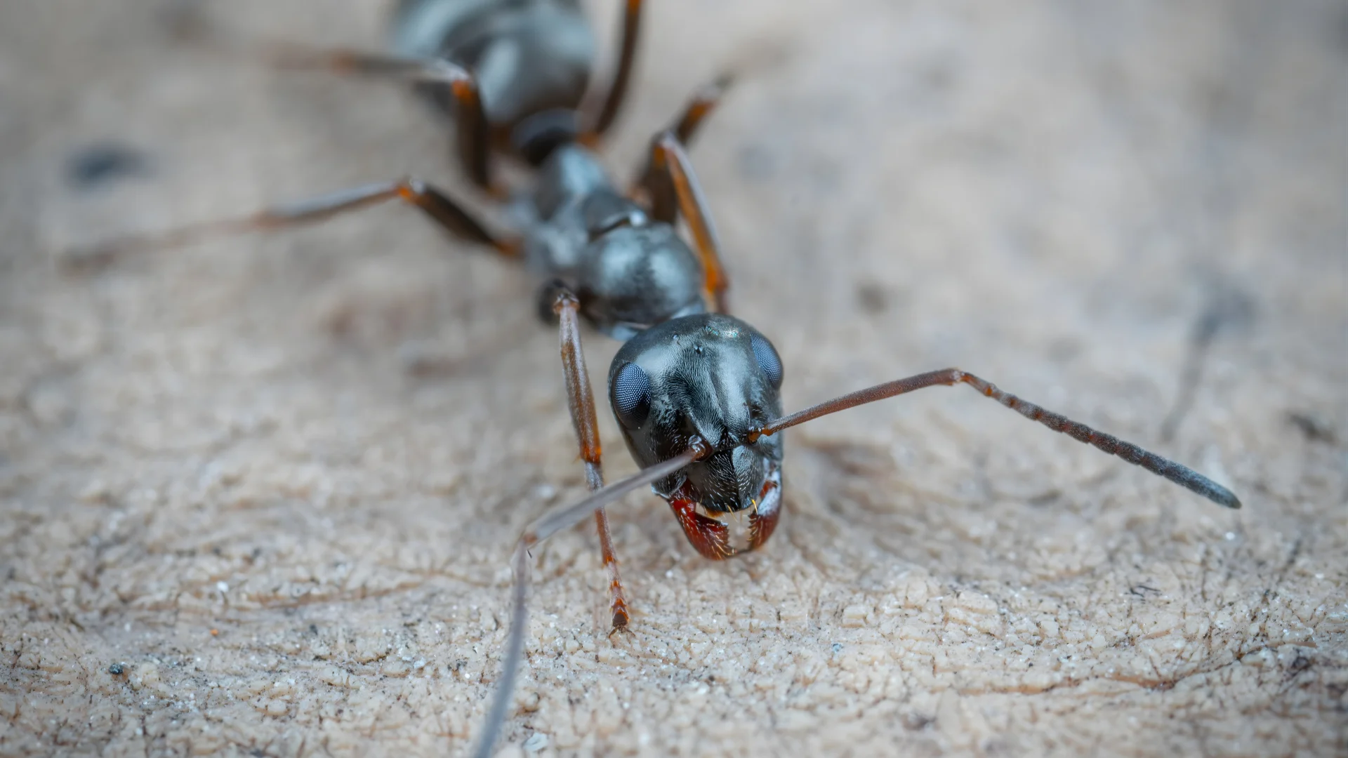 Argentine ants (2)