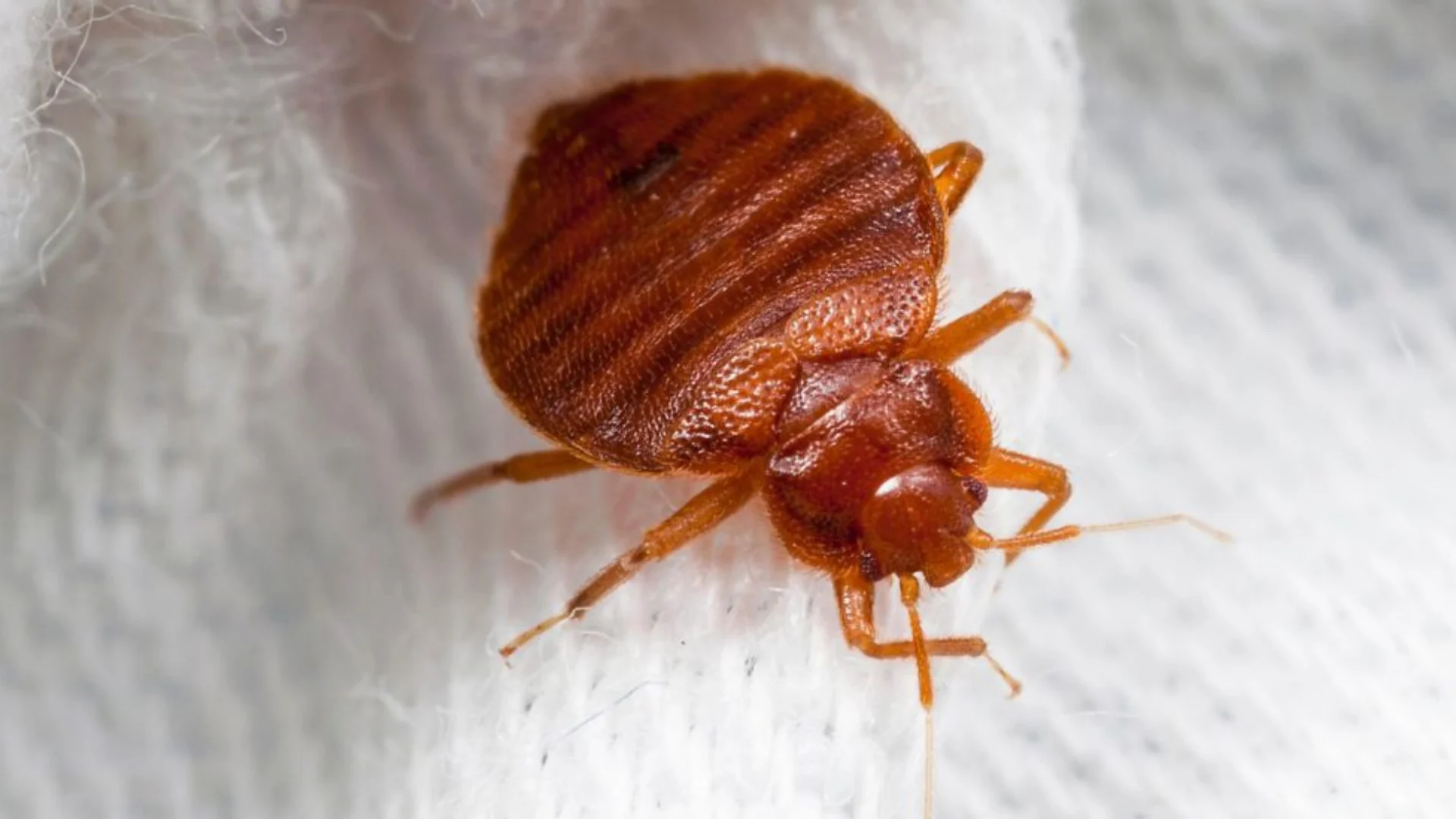 Bedbugs (3)