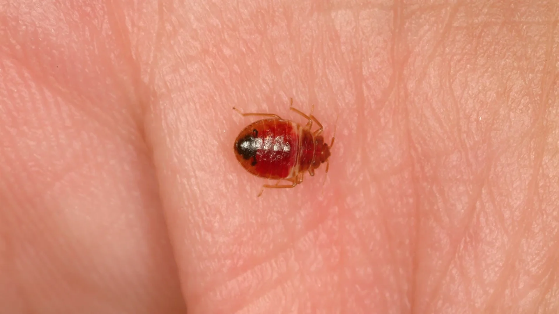 Bedbugs (4)