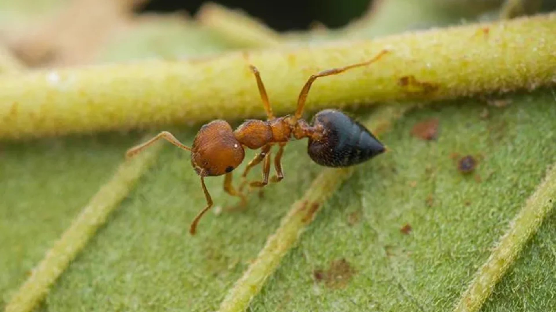 acrobat ant control (2)