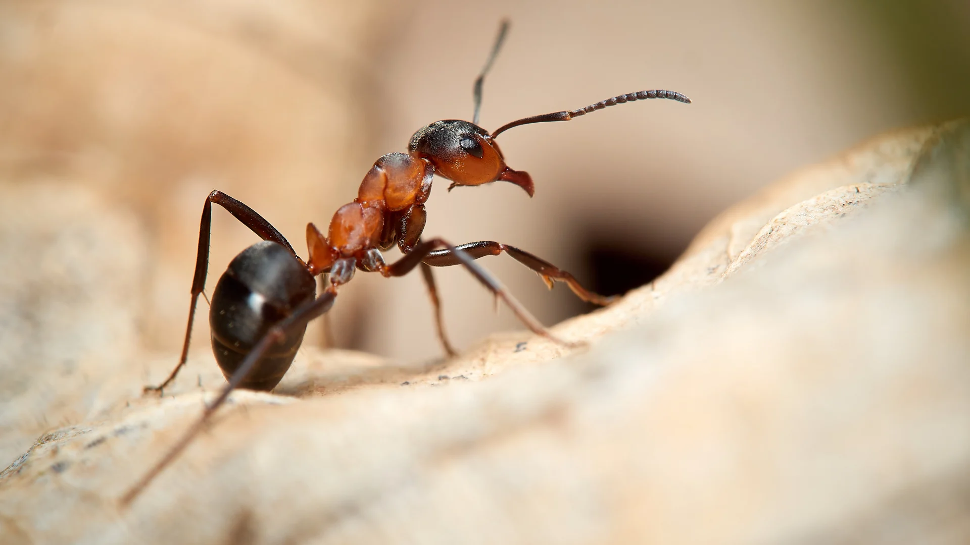 acrobat ant control (3)