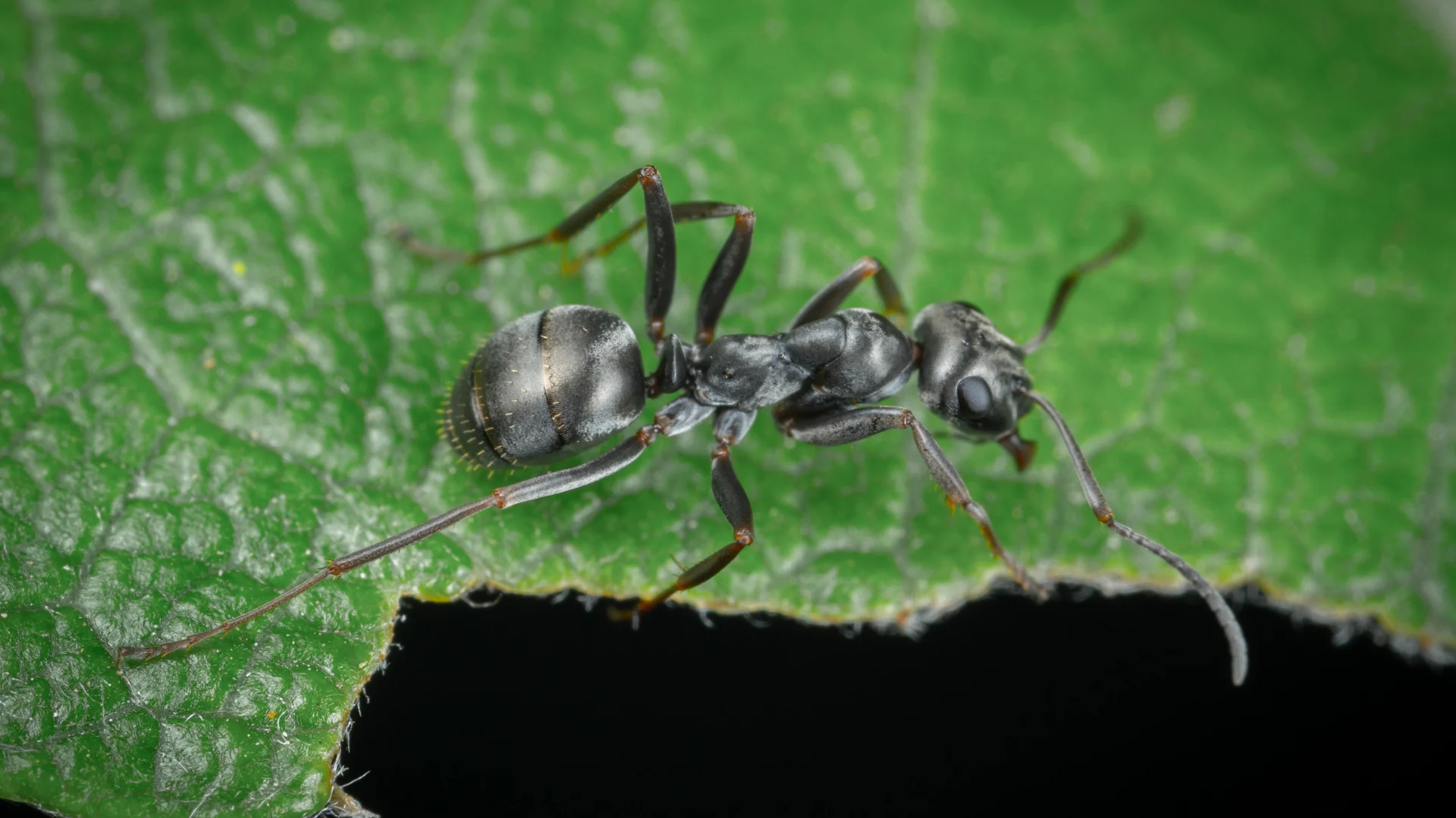 acrobat ant control (4)