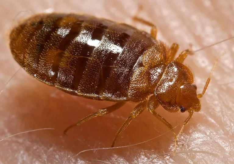 bed-bugs-hotels