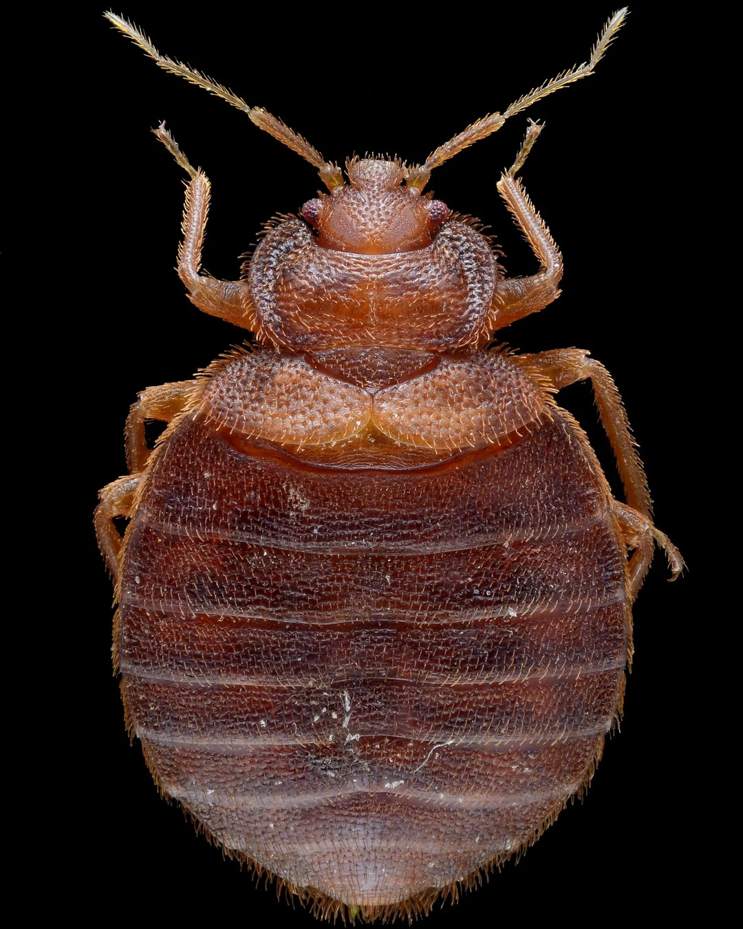 Bed bug signs on a mattress seam