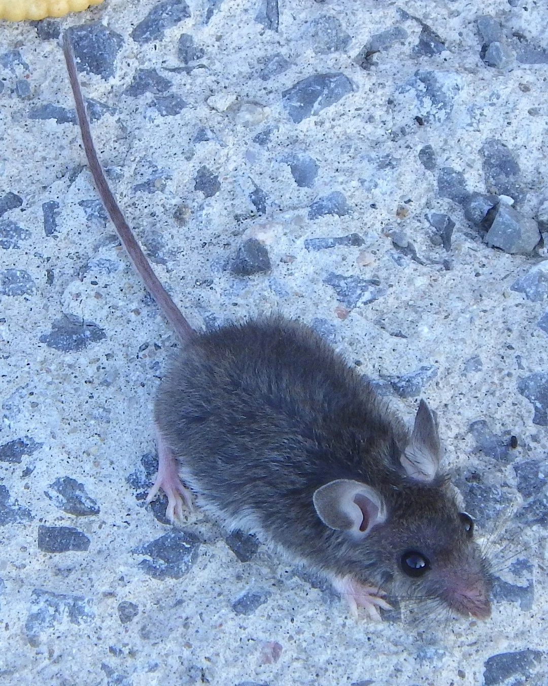 House mouse