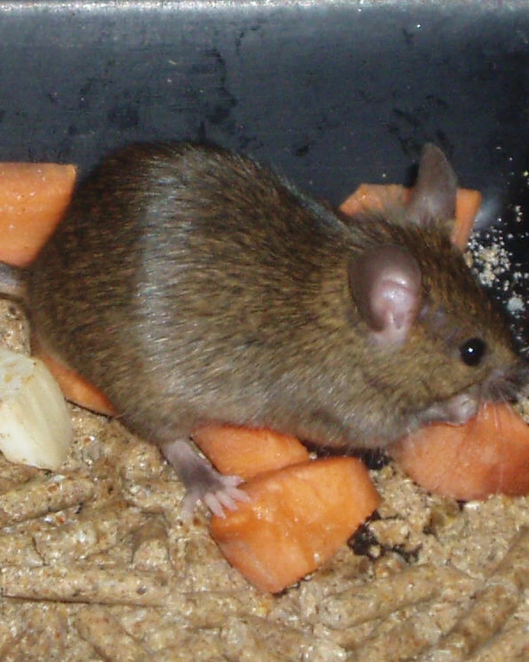 House mouse entering at a pipe gap