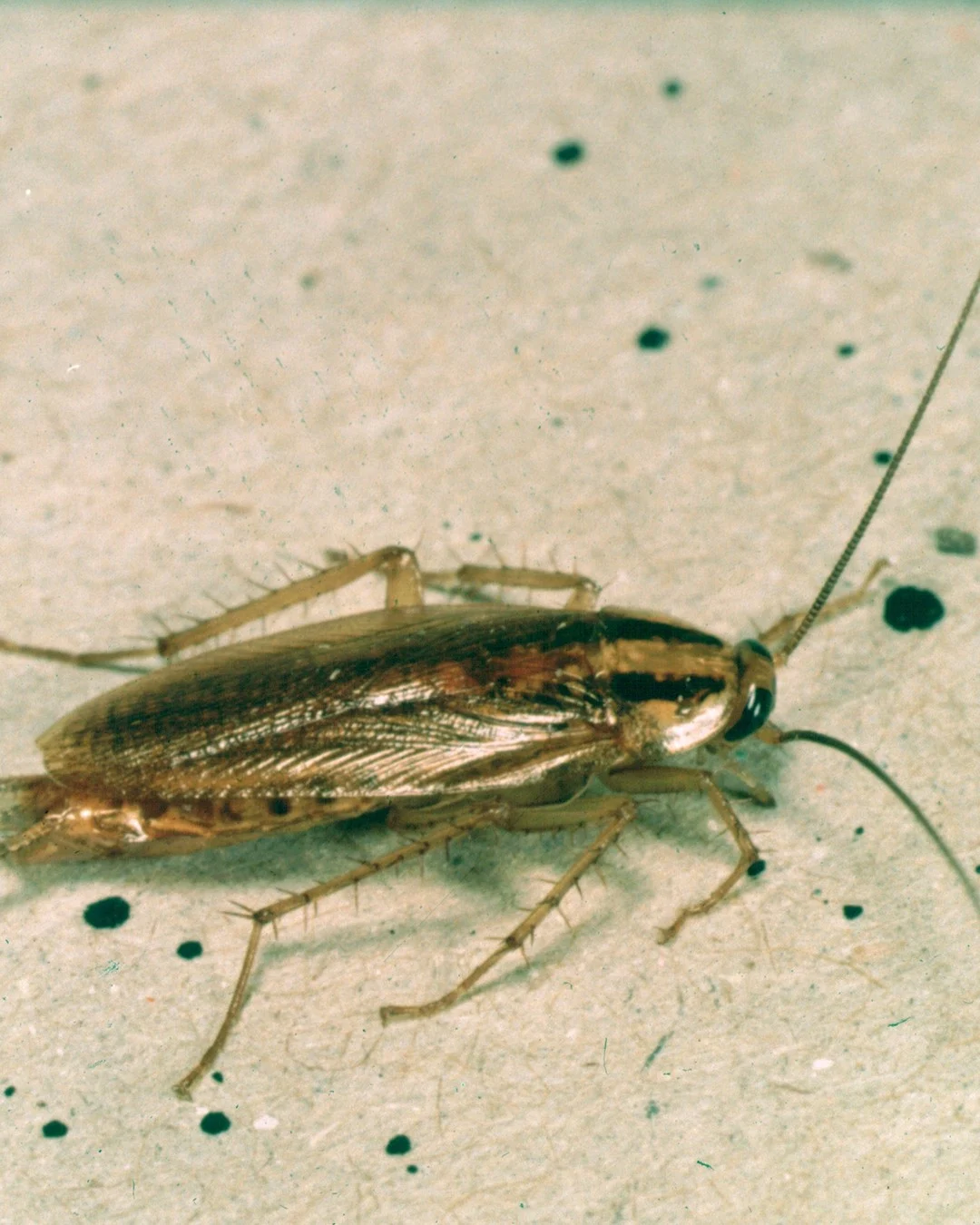 German cockroach