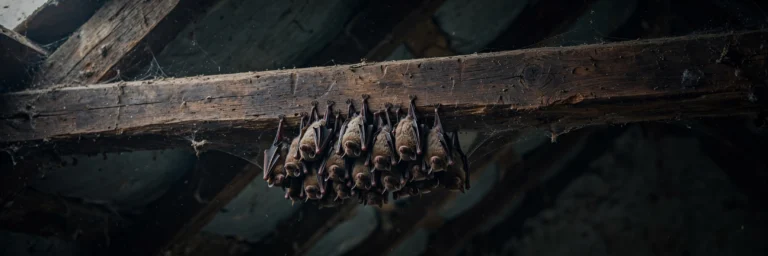 Bats roosting in an attic
