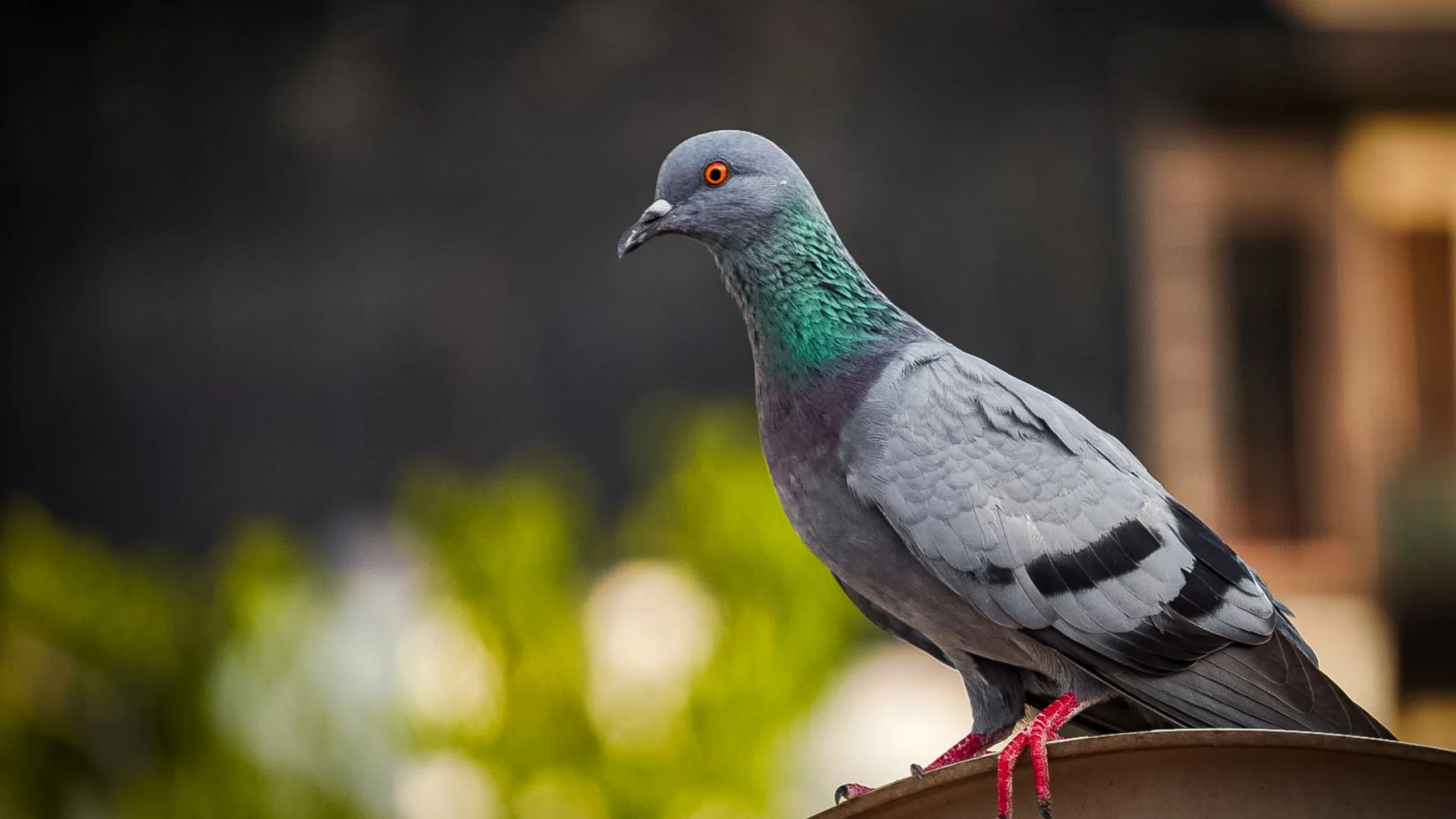 pigeon (2)