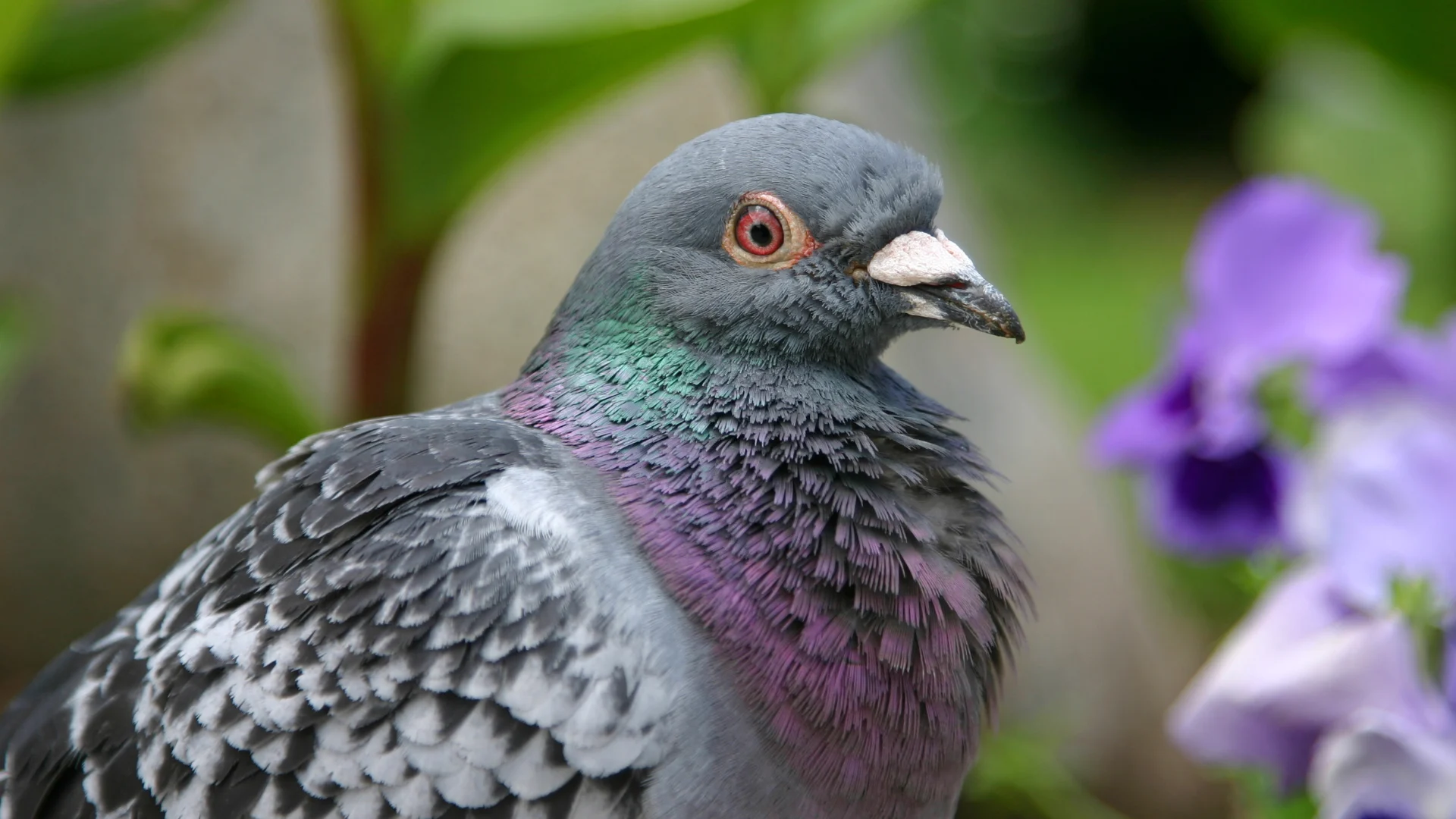 pigeon (3)