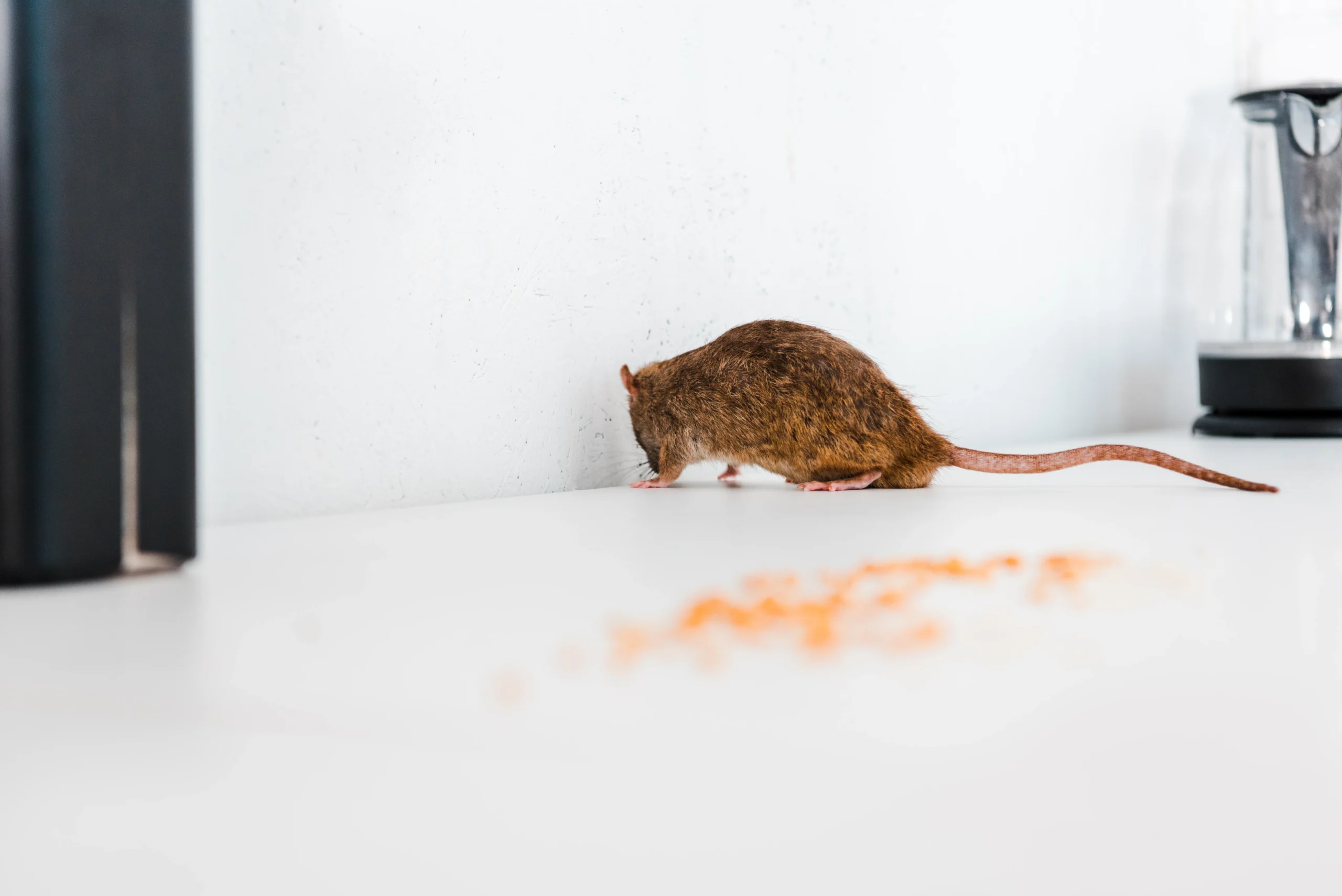 A brown rat sniffing near some scattered food on a white surface.