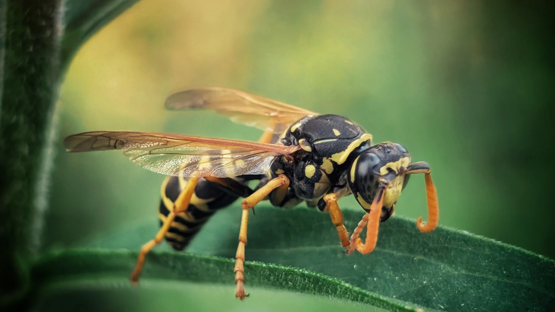 wasps (3)